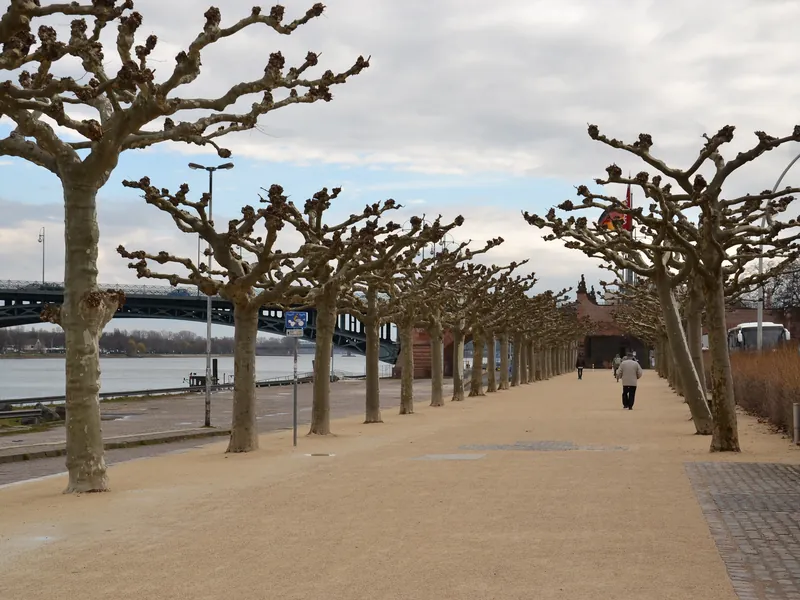 Platanenallee der Mainzer Rheinpromenade mit Blick auf den Rhein und die Theodor-Heuss-Brücke
